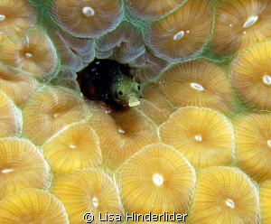 Peek-a-boo blenny! by Lisa Hinderlider 